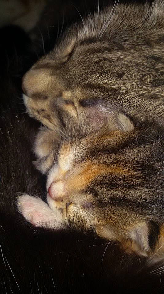 Les Pet Coeurs participe au concours pour gagner de l'argent avec cette photo : asian, carnivore, cat, claw, domestic_short_haired_cat, dragon_li, european_shorthair, felidae, fur, kitten, kurilian_bobtail, mammal, norwegian_forest_cat, paw, pixie_bob, polydactyl_cat, small_to_medium_sized_cats, snout, tabby_cat, whiskers