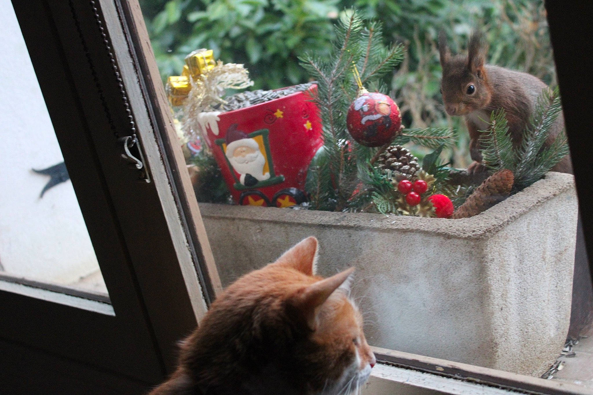 Noisette participe au concours pour gagner de l'argent avec cette photo : asian, carnivore, cat, domestic_short_haired_cat, european_shorthair, fawn, felidae, fur, german_rex, kitten, organism, plant, small_to_medium_sized_cats, tabby_cat, tail, whiskers, window