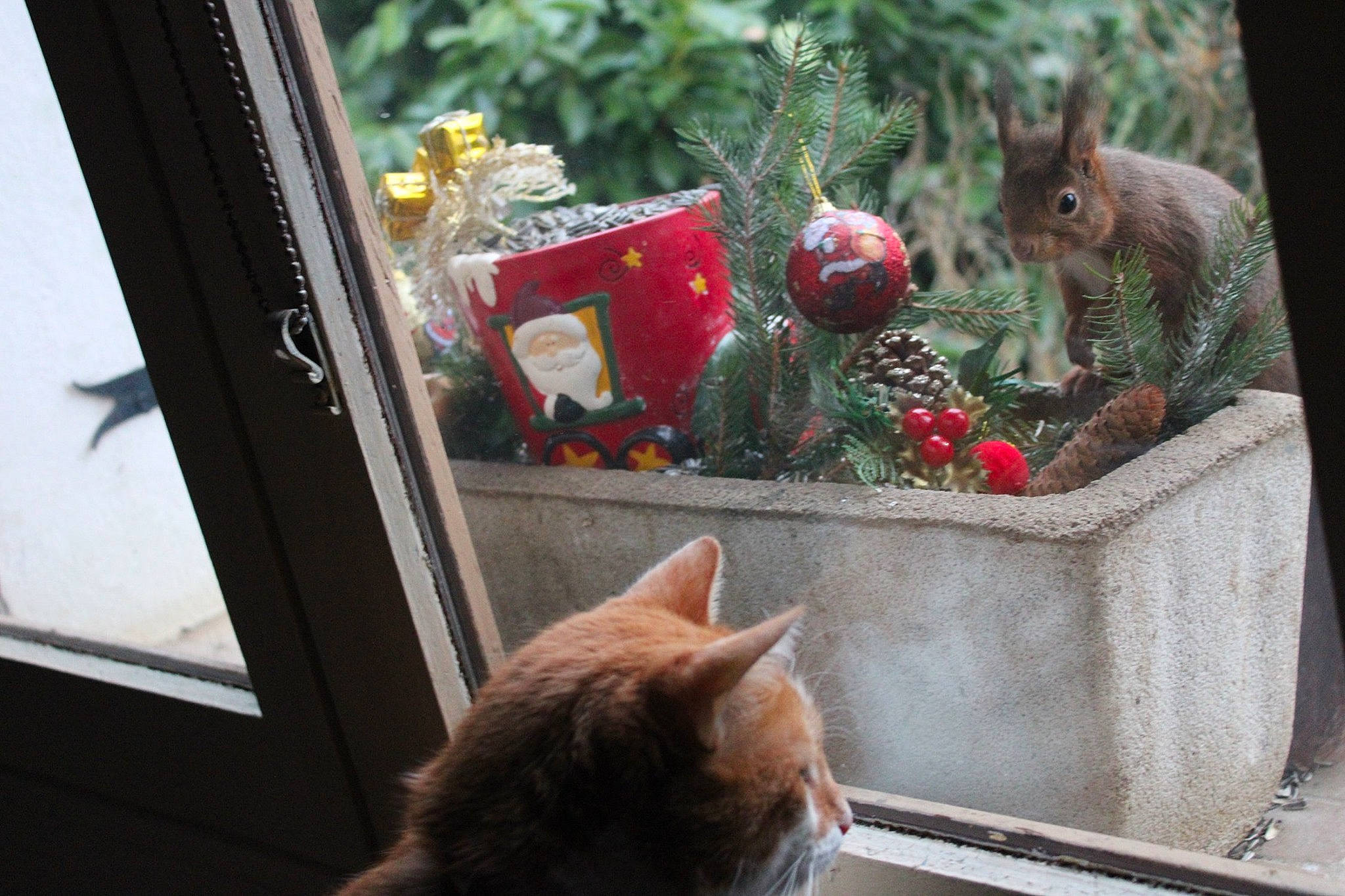 Noisette a rejoint le concours — aidez-le/la à gagner de superbes lots ! asian, carnivore, cat, domestic_short_haired_cat, european_shorthair, fawn, felidae, fur, german_rex, kitten, plant, small_to_medium_sized_cats, tabby_cat, tail, tree, whiskers, window