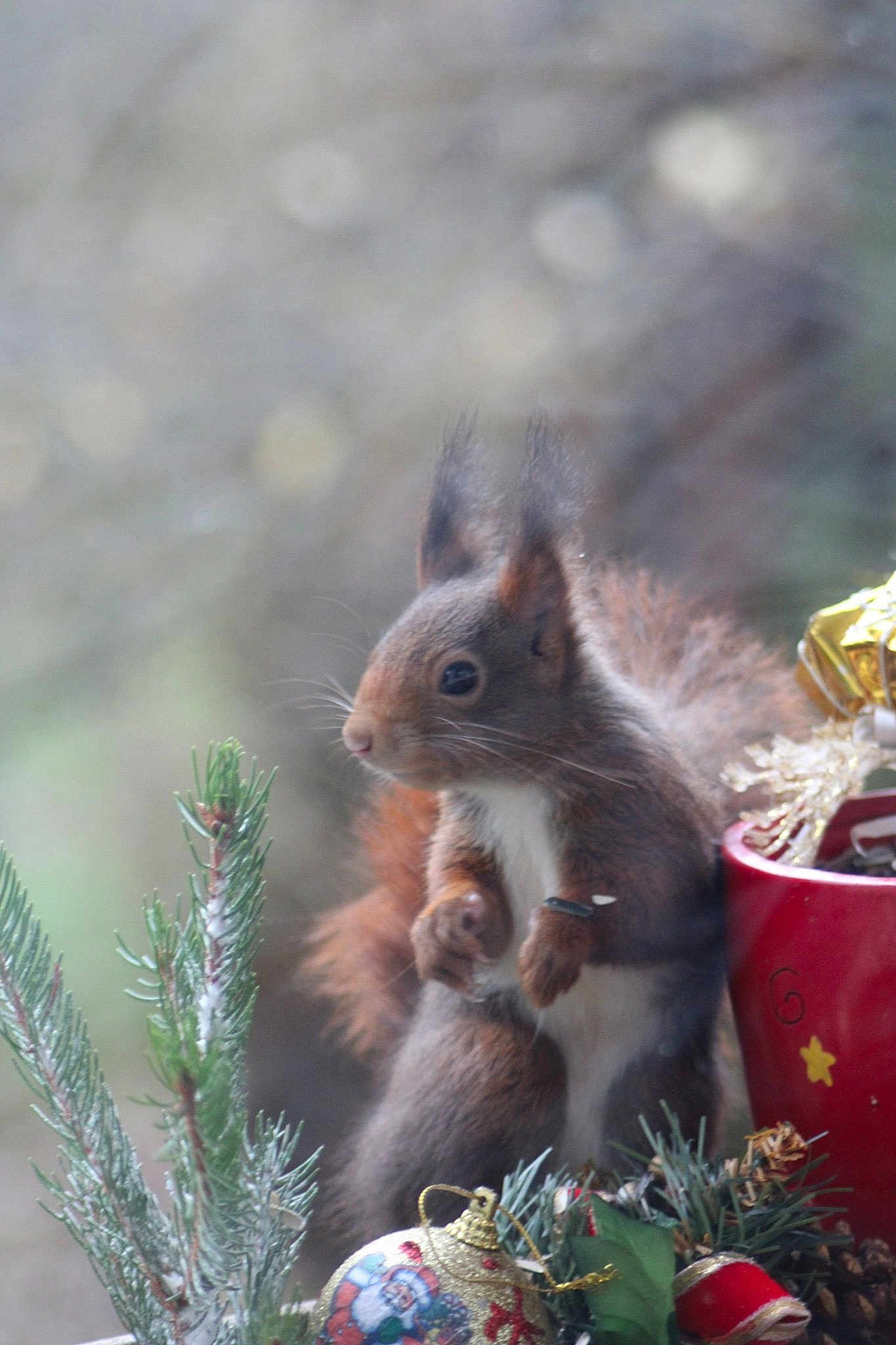 Noisette a rejoint le concours — aidez-le/la à gagner de superbes lots ! adaptation, conifer, eurasian_red_squirrel, fawn, fox_squirrel, ground_squirrels, organism, pine_family, plant, rodent, snout, squirrel, tail, tree, whiskers, wildlife