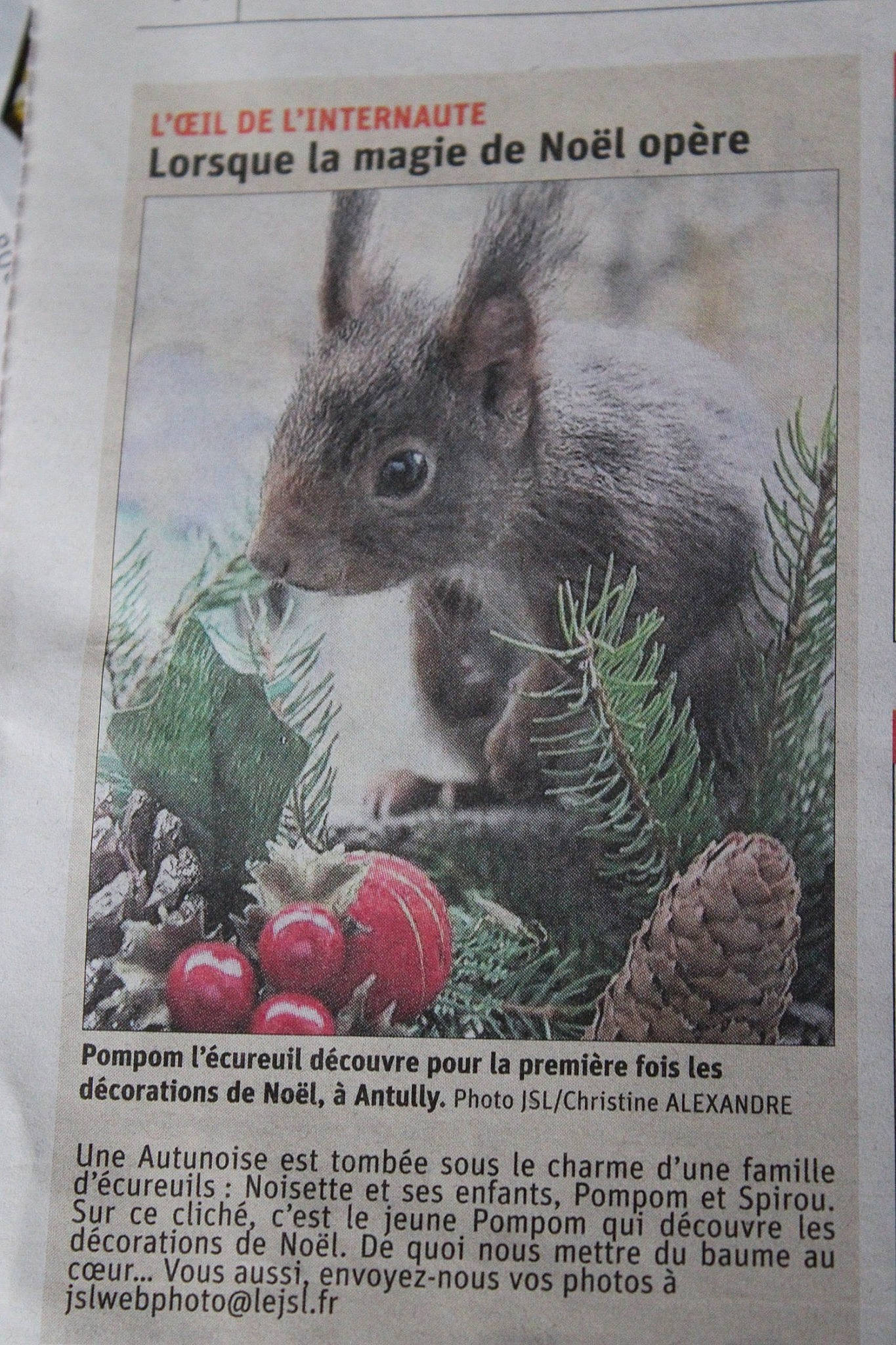 Noisette a rejoint le concours — aidez-le/la à gagner de superbes lots ! adaptation, audubons_cottontail, lower_keys_marsh_rabbit, organism, photo_caption, rabbit, rabbits_and_hares, rodent, wildlife, wood_rabbit