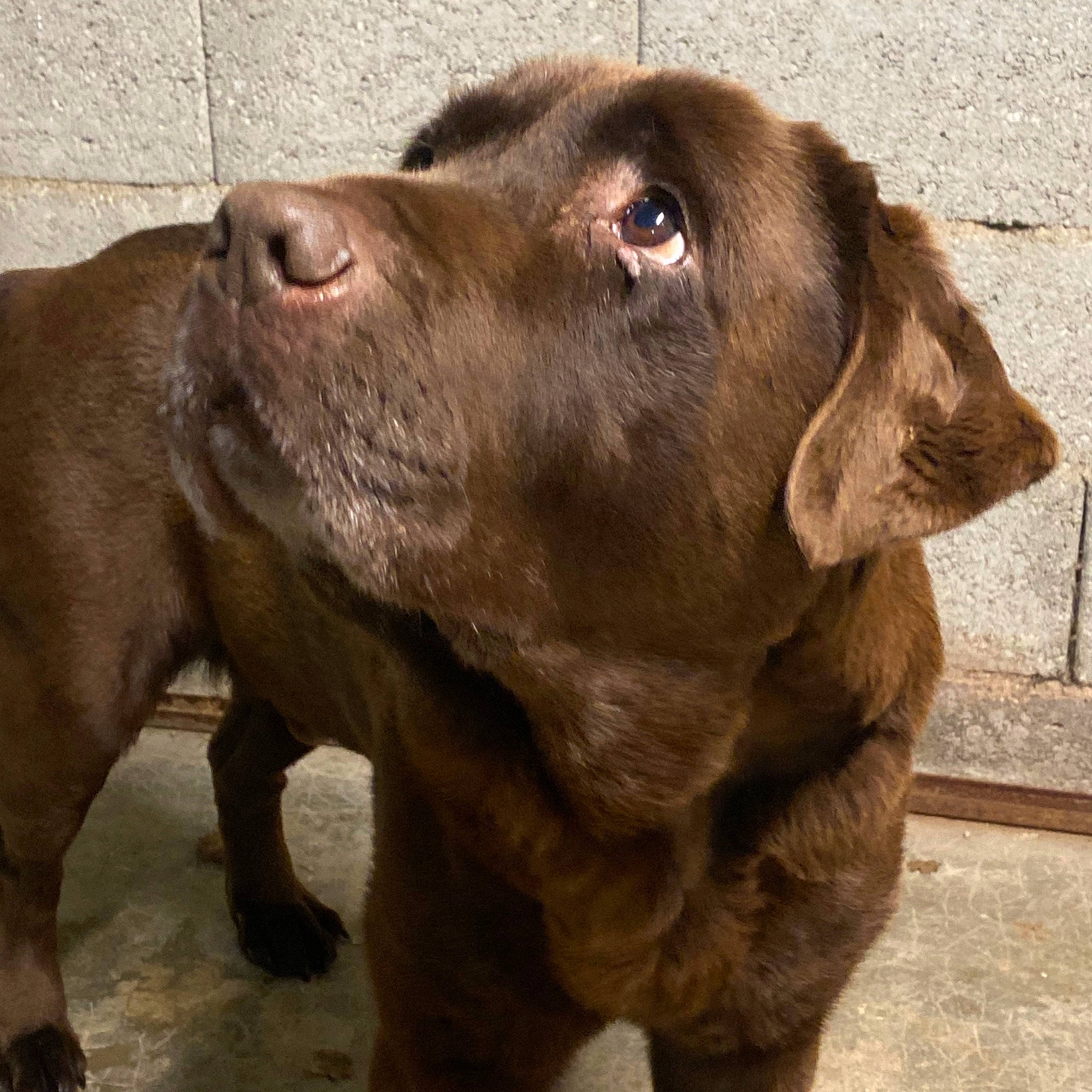 Fletcher a rejoint le concours — aidez-le/la à gagner de superbes lots ! canidae, carnivore, chesapeake_bay_retriever, dog, dog_breed, fawn, hunting_dog, labrador_retriever, liver, mammal, pointing_breed, pudelpointer, retriever, snout, sporting_group, vertebrate