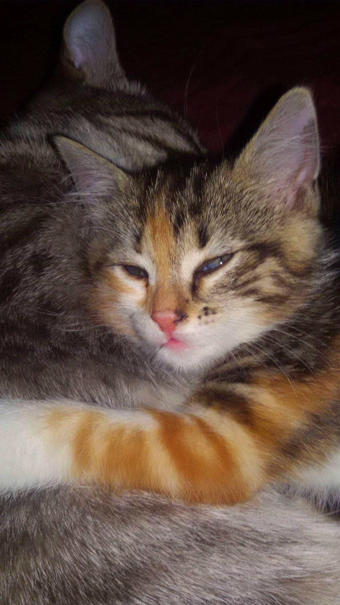 Câline a rejoint le concours — aidez-le/la à gagner de superbes lots ! american_wirehair, asian, asian_semi_longhair, carnivore, cat, domestic_long_haired_cat, domestic_short_haired_cat, european_shorthair, felidae, kitten, kurilian_bobtail, maine_coon, mammal, norwegian_forest_cat, pixie_bob, siberian, small_to_medium_sized_cats, tabby_cat, vertebrate, whiskers