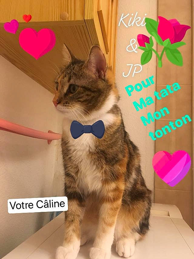 Câline a rejoint le concours — aidez-le/la à gagner de superbes lots ! asian, carnivore, cat, domestic_short_haired_cat, european_shorthair, fawn, felidae, kitten, paw, photo_caption, photography, small_to_medium_sized_cats, snout, tabby_cat, tail, whiskers