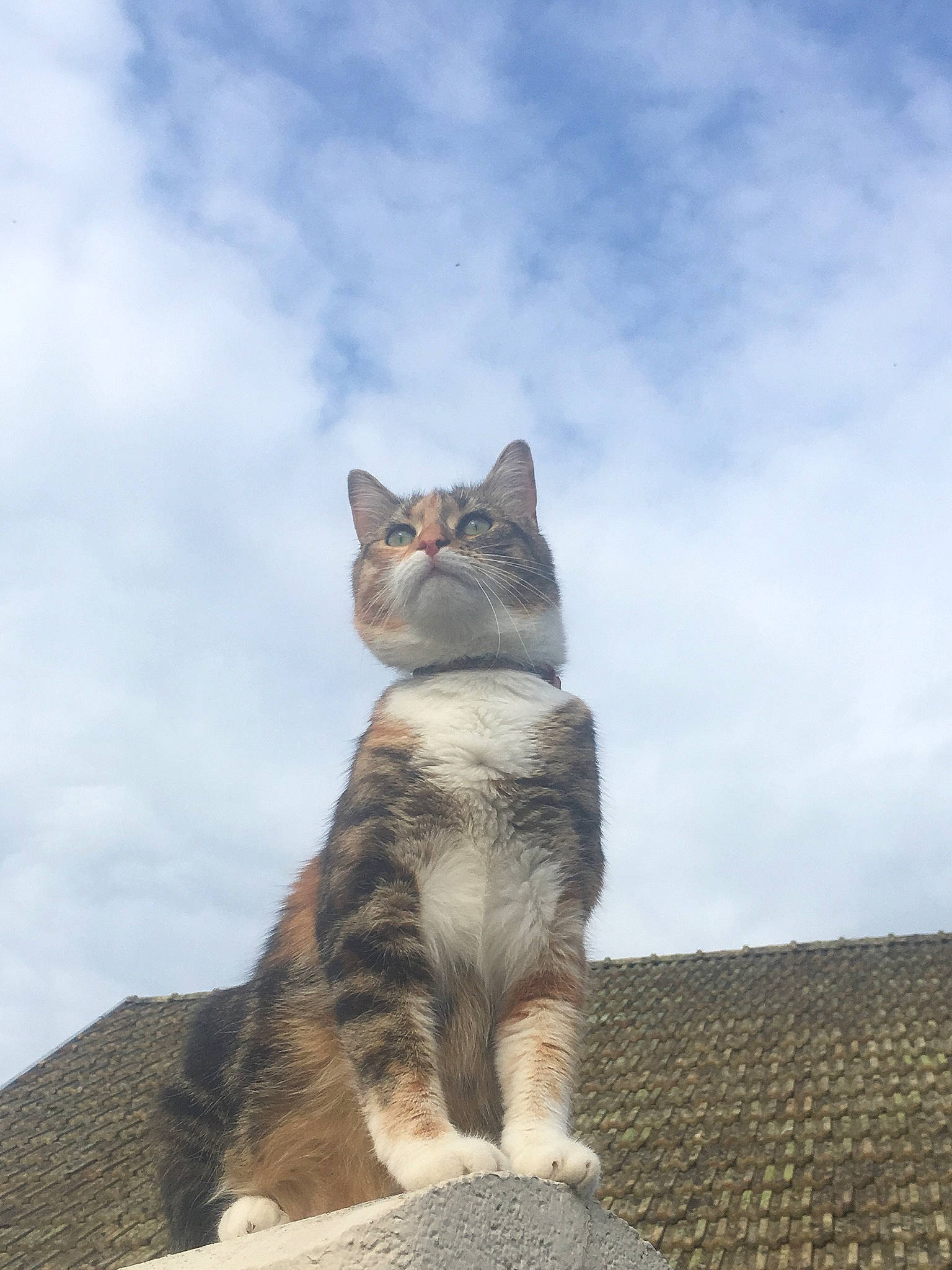 Câline a rejoint le concours — aidez-le/la à gagner de superbes lots ! aegean_cat, american_wirehair, asian, carnivore, cat, domestic_short_haired_cat, european_shorthair, fawn, felidae, fur, kitten, mammal, sand, sitting, sky, small_to_medium_sized_cats, tabby_cat, tree, whiskers, wildlife