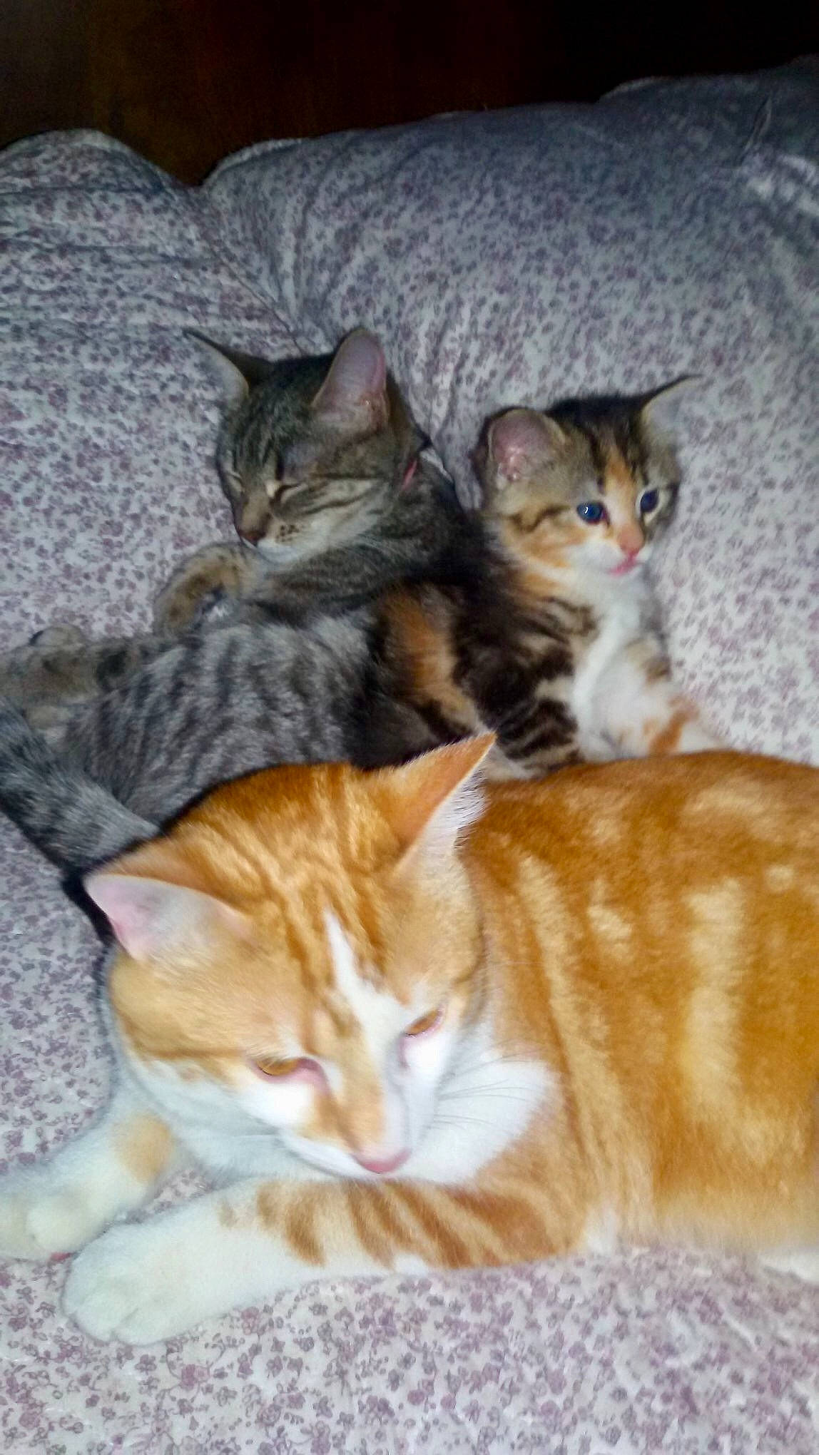 Câline participe au concours pour gagner de l'argent avec cette photo : aegean_cat, american_shorthair, american_wirehair, arabian_mau, asian, australian_mist, carnivore, cat, domestic_short_haired_cat, dragon_li, european_shorthair, felidae, fur, kitten, mammal, polydactyl_cat, small_to_medium_sized_cats, tabby_cat, vertebrate, whiskers