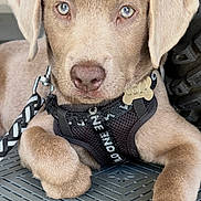 Cola is registered to the contest to win money with this photo: animal, blue_eyes, brown_dog, calm, close_up, collar, curious, cute, dog, dog_tag, floor, harness, indoor, leash, paw, pet, puppy, sitting, tire, young_dog