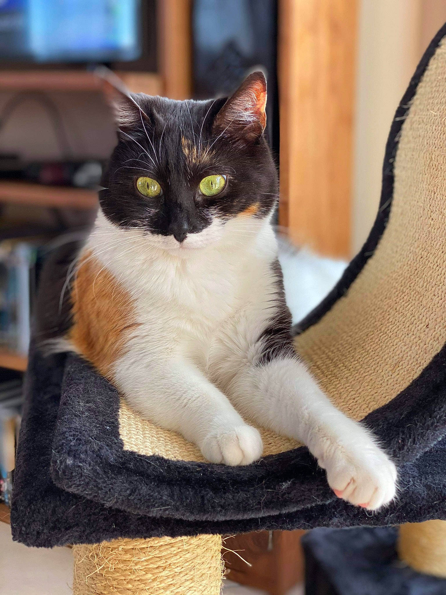 Millow a rejoint le concours — aidez-le/la à gagner de superbes lots ! aegean_cat, american_wirehair, asian, carnivore, cat, domestic_short_haired_cat, european_shorthair, eye, fawn, felidae, mammal, polydactyl_cat, small_to_medium_sized_cats, tail, whiskers