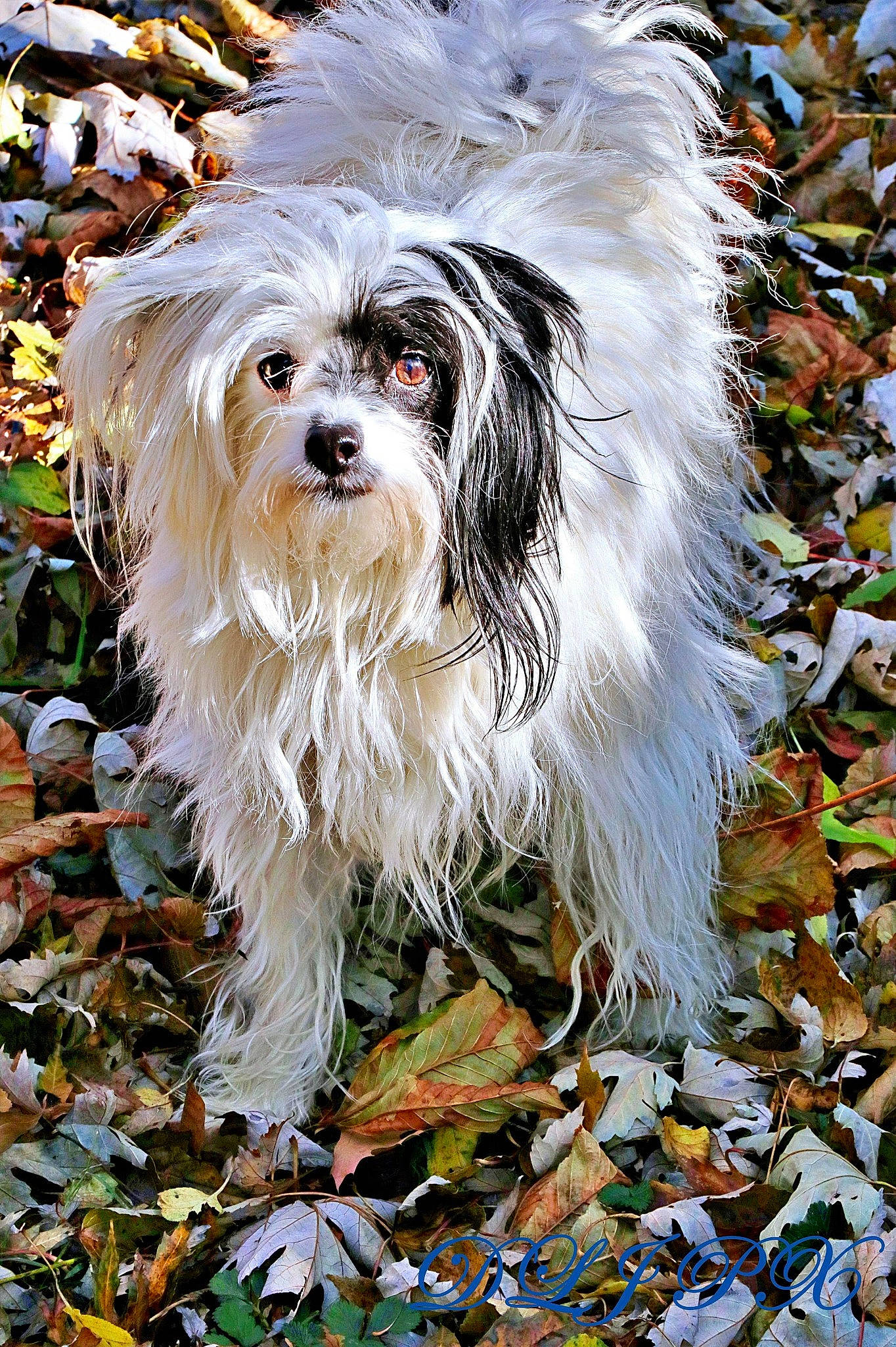 Cruella joined the competition — help win amazing prizes! art, canidae, carnivore, companion_dog, dog, dog_breed, fur, grass, groundcover, leaf, maltepoo, plant, small_terrier, sporting_group, terrestrial_plant, terrier, toy_dog, tree, water_dog, working_animal