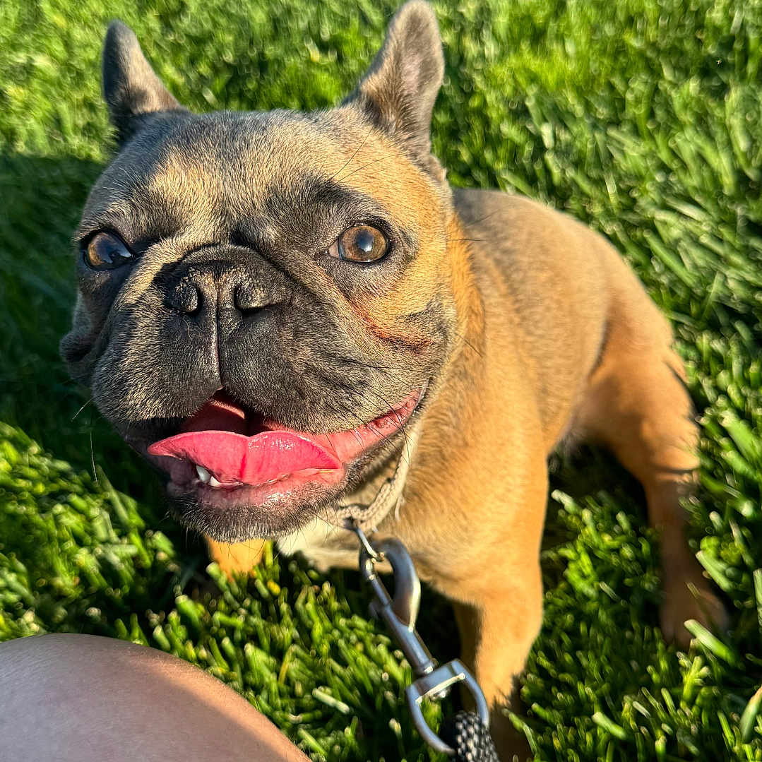 Mil is registered to the contest to win money with this photo: accessories, animal, bodypart, boxer, bulldog, canine, dog, field, frenchbulldog, grass, lawn, leash, mouth, person, pet, pitbull, plant, pug, puppy, strap