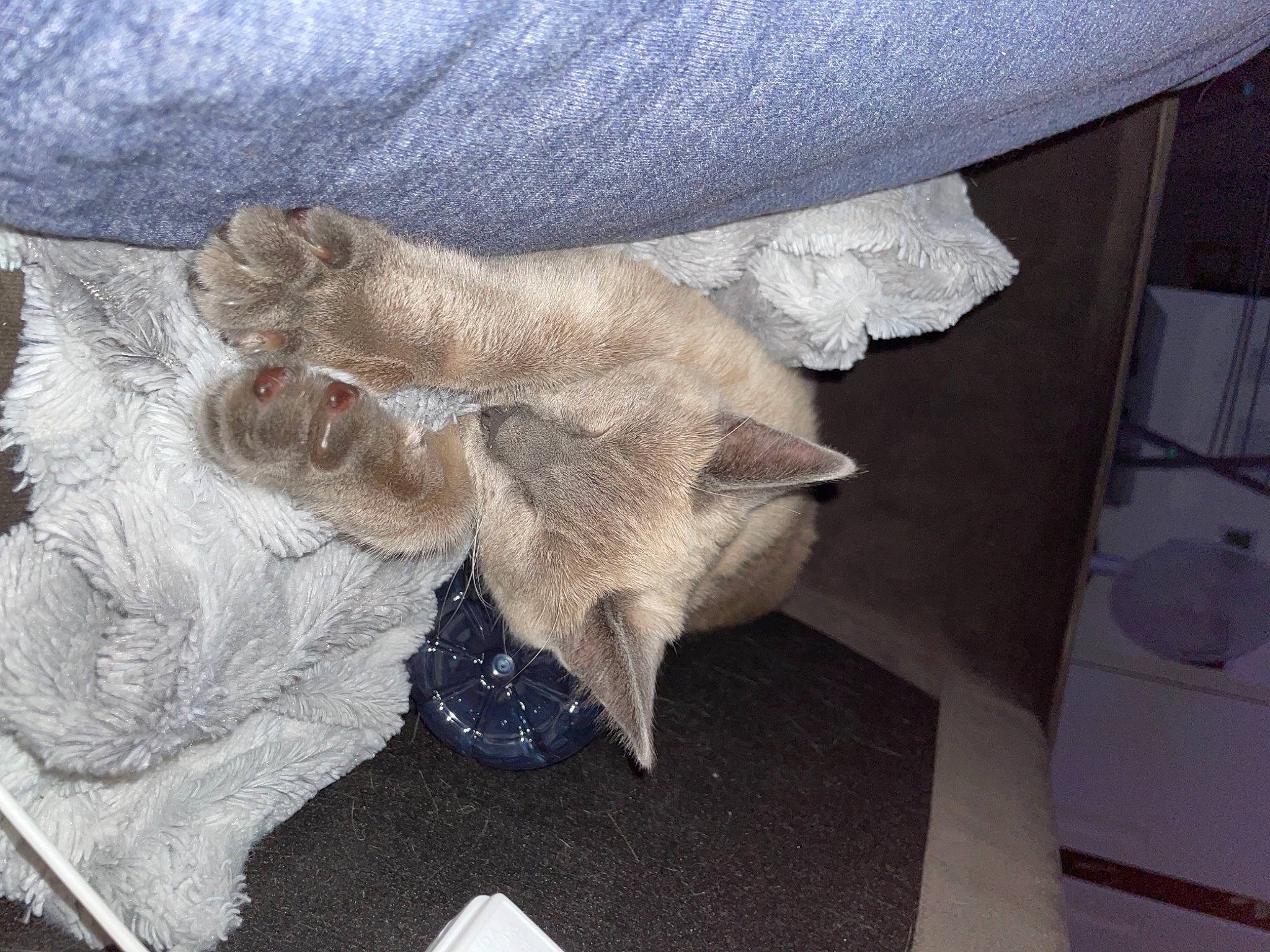 Chicki joined the competition — help win amazing prizes! bedding, comfort, couch, fawn, felidae, flooring, foot, fur, grey, human_leg, linens, nap, pattern, pillow, sleeve, tail, throw_pillow, wood, wool, wrist