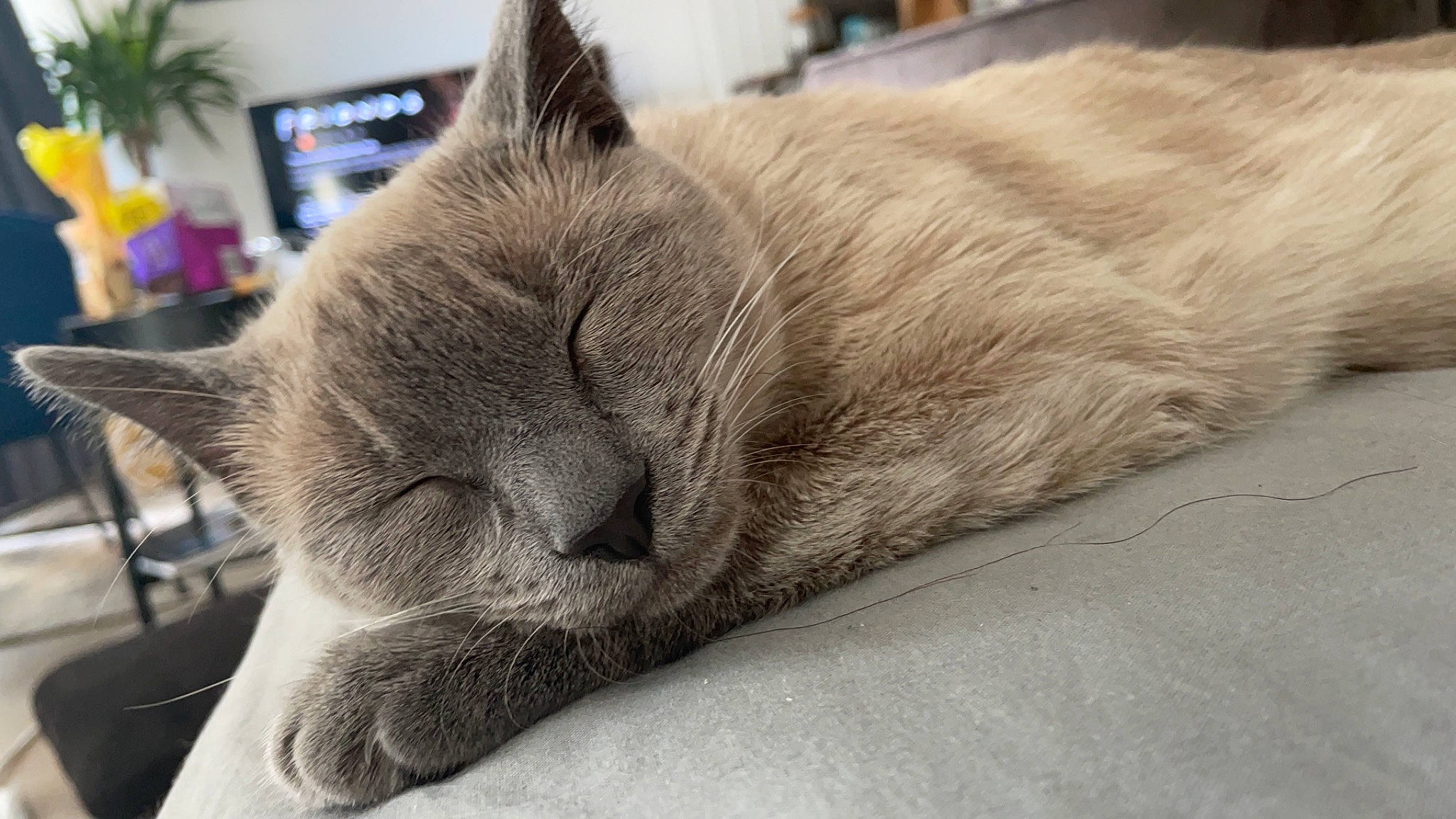 Chicki joined the competition — help win amazing prizes! carnivore, cat, chartreux, claw, comfort, domestic_short_haired_cat, felidae, flowerpot, fur, grey, houseplant, nap, paw, picture_frame, plant, russian_blue, small_to_medium_sized_cats, snout, tail, whiskers