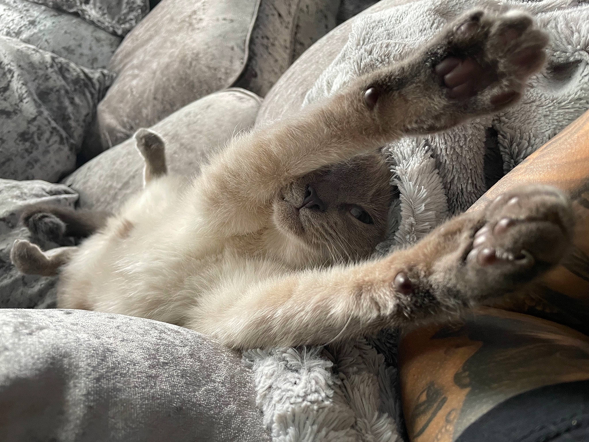 Chicki is registered to the contest to win money with this photo: carnivore, close_up, comfort, fawn, fur, fur_seal, grey, mammal, marine_mammal, monochrome, monochrome_photography, rock, seal, snout, terrestrial_animal, trunk, vertebrate, whiskers, wildlife, wood