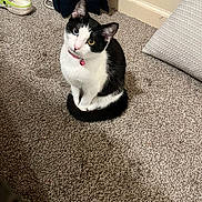 Ollie joined the competition — help win amazing prizes! animal, black_and_white, carpet, cat, collar, curious, cute, domestic_cat, ears, feline, floor, heterochromia, home, indoor, looking_up, pet, pillow, shoe, sitting, whiskers