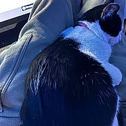 Ollie joined the competition — help win amazing prizes! cat, black_and_white, sleeping, lap, person, clothing, sweatshirt, indoor, computer_screen, cozy, pet, fur, relaxing, resting, domestic_animal, animal, close_up, quiet, comfort, home