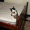 Ollie joined the competition — help win amazing prizes! cat, heterochromia, bed, wooden_bed_frame, indoor, carpet, litter_box, curious, pet, feline, white_sheet, black_and_white, animal, domestic, household, tilted_head, sitting, floor, furniture, cozy