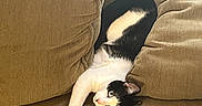 Ollie is registered to the contest to win money with this photo: cat, black_and_white, couch, cushions, furniture, pet, indoor, relaxed, stretching, curious, animal, whiskers, paw, fur, cozy, home, resting, cute, soft, comfortable