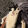 Ollie is registered to the contest to win money with this photo: cat, black_and_white, paw, hand, striped_blanket, bed, pet, fur, whiskers, pink_nose, indoor, relaxed, cute, animal, sleeping_area, closeup, domestic, feline, resting, cozy