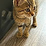 kitten, cat, tabby, fur, whiskers, ears, eyes, floor, wooden_floor, pet, animal, young, curious, standing, indoor, closeup, cute, feline, small, mammal