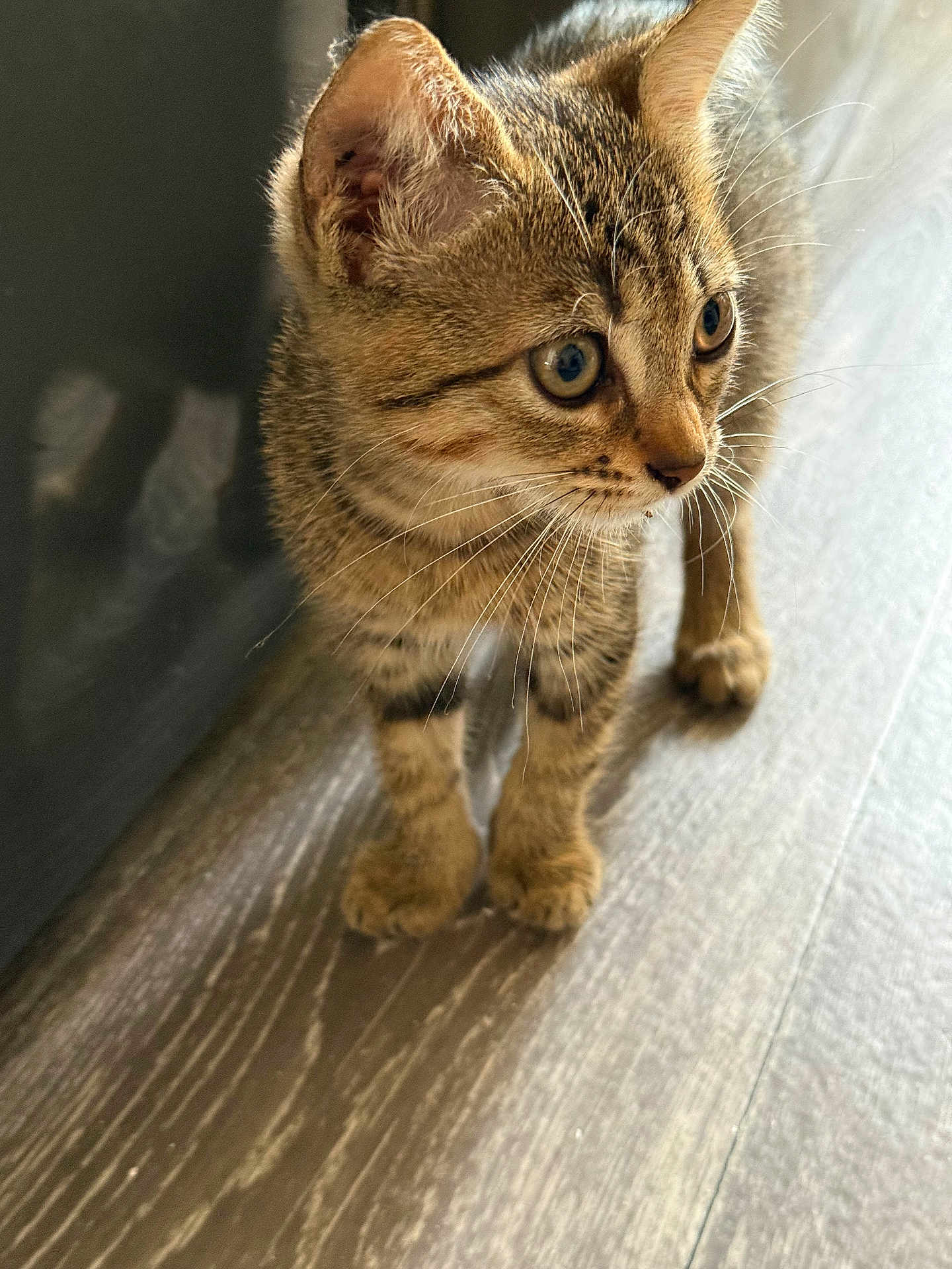 Bella participe au concours pour gagner de l'argent avec cette photo : kitten, cat, tabby, fur, whiskers, ears, eyes, floor, wooden_floor, pet, animal, young, curious, standing, indoor, closeup, cute, feline, small, mammal