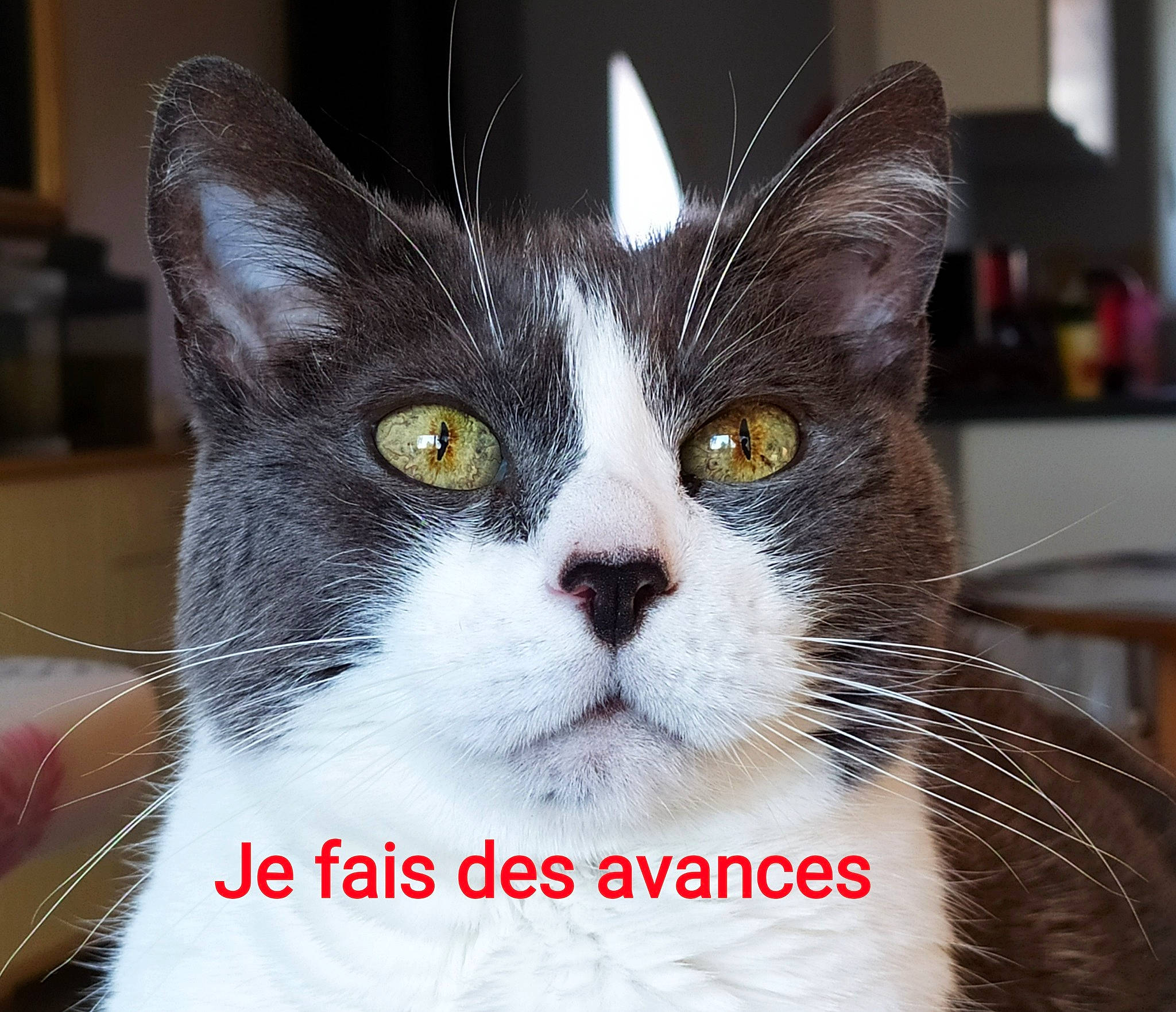 Mortimer participe au concours pour gagner de l'argent avec cette photo : carnivore, cat, comfort, domestic_short_haired_cat, eye, felidae, fur, head, small_to_medium_sized_cats, snout, whiskers