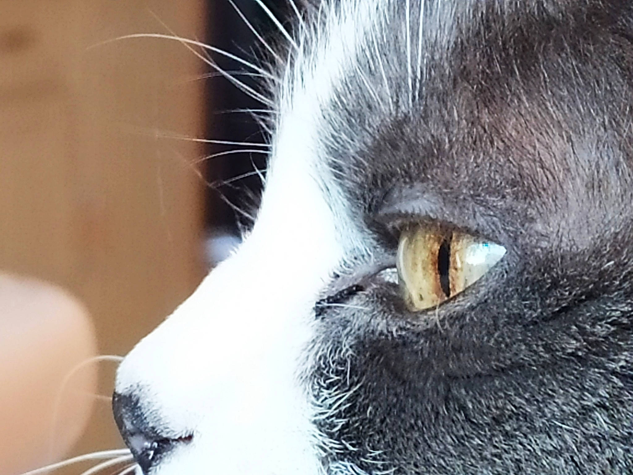 Mortimer a rejoint le concours — aidez-le/la à gagner de superbes lots ! carnivore, cat, domestic_short_haired_cat, felidae, fur, iris, macro_photography, small_to_medium_sized_cats, snout, terrestrial_animal, whiskers, wildlife