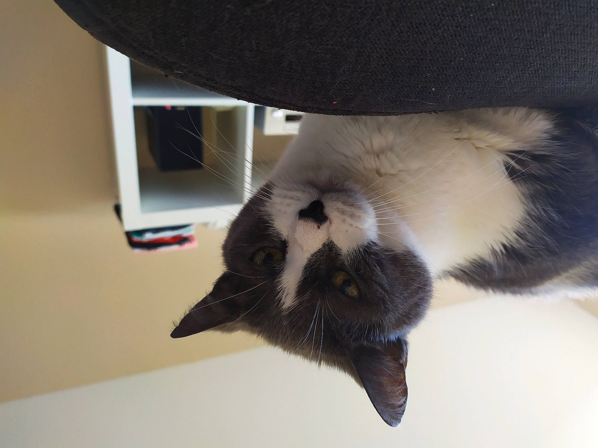 Mortimer participe au concours pour gagner de l'argent avec cette photo : balinese, canidae, carnivore, cat, claw, comfort, dog_breed, domestic_short_haired_cat, fawn, felidae, foot, fur, mammal, paw, small_to_medium_sized_cats, sporting_group, tail, thai, whiskers, window