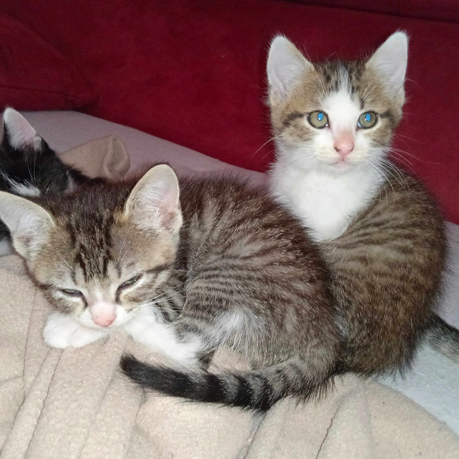 Nala Mika