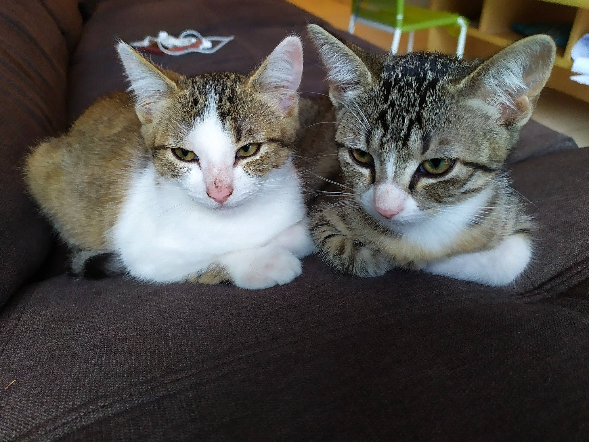 Nala Mika a rejoint le concours — aidez-le/la à gagner de superbes lots ! carnivore, cat, cat_furniture, claw, comfort, domestic_short_haired_cat, felidae, fur, paw, sitting, small_to_medium_sized_cats, snout, tail, whiskers, window