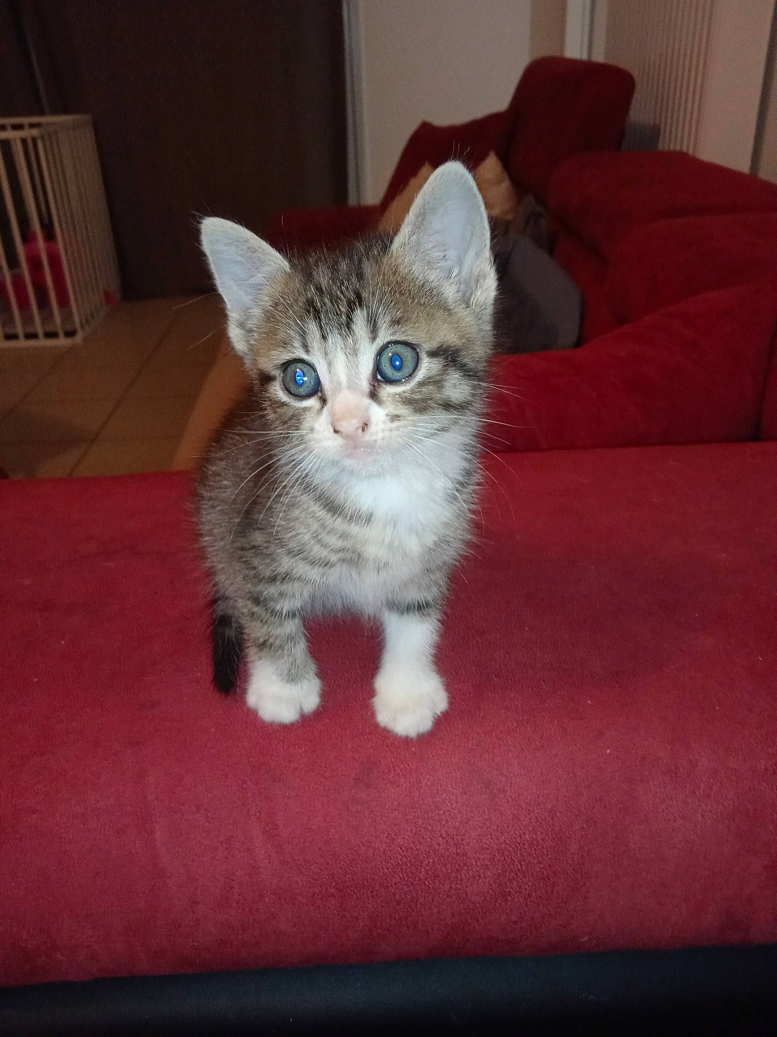 Nala Mika participe au concours pour gagner de l'argent avec cette photo : carnivore, cat, cat_supply, claw, comfort, couch, domestic_short_haired_cat, eye, felidae, flooring, fur, grey, hardwood, head, paw, sitting, small_to_medium_sized_cats, snout, tail, whiskers