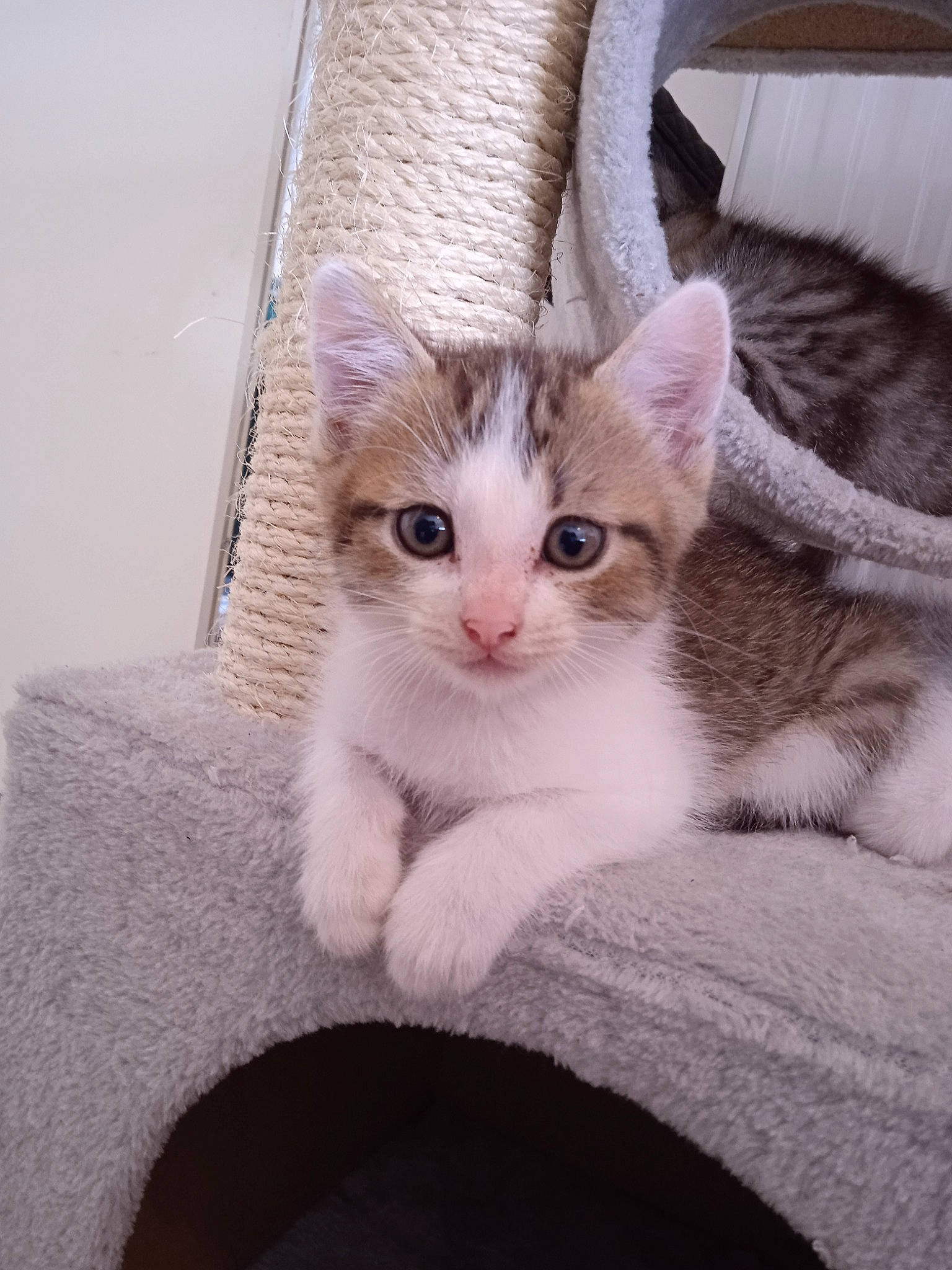 Nala Mika participe au concours pour gagner de l'argent avec cette photo : carnivore, cat, claw, comfort, couch, domestic_short_haired_cat, ear, eye, fawn, felidae, foot, fur, paw, sitting, small_to_medium_sized_cats, snout, tail, whiskers, window, wood