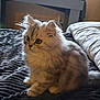 Chipie a rejoint le concours — aidez-le/la à gagner de superbes lots ! animal, bedroom, blanket, cat, cozy, curious, cute, domestic, feline, fluffy, fur, indoor, kitten, pet, resting, side_view, small, soft_light, table, young