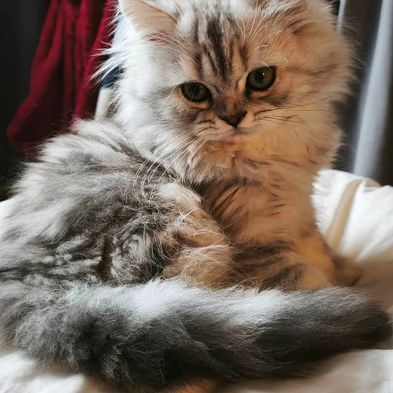 Chipie participe au concours pour gagner de l'argent avec cette photo : animal, bed, cat, closeup, cute, domestic, eyes, feline, fluffy, fur, gray, indoor, kitten, pet, portrait, relaxing, soft, tail, whiskers, young