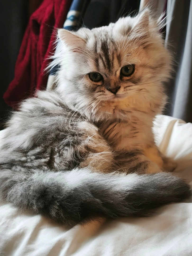 Chipie