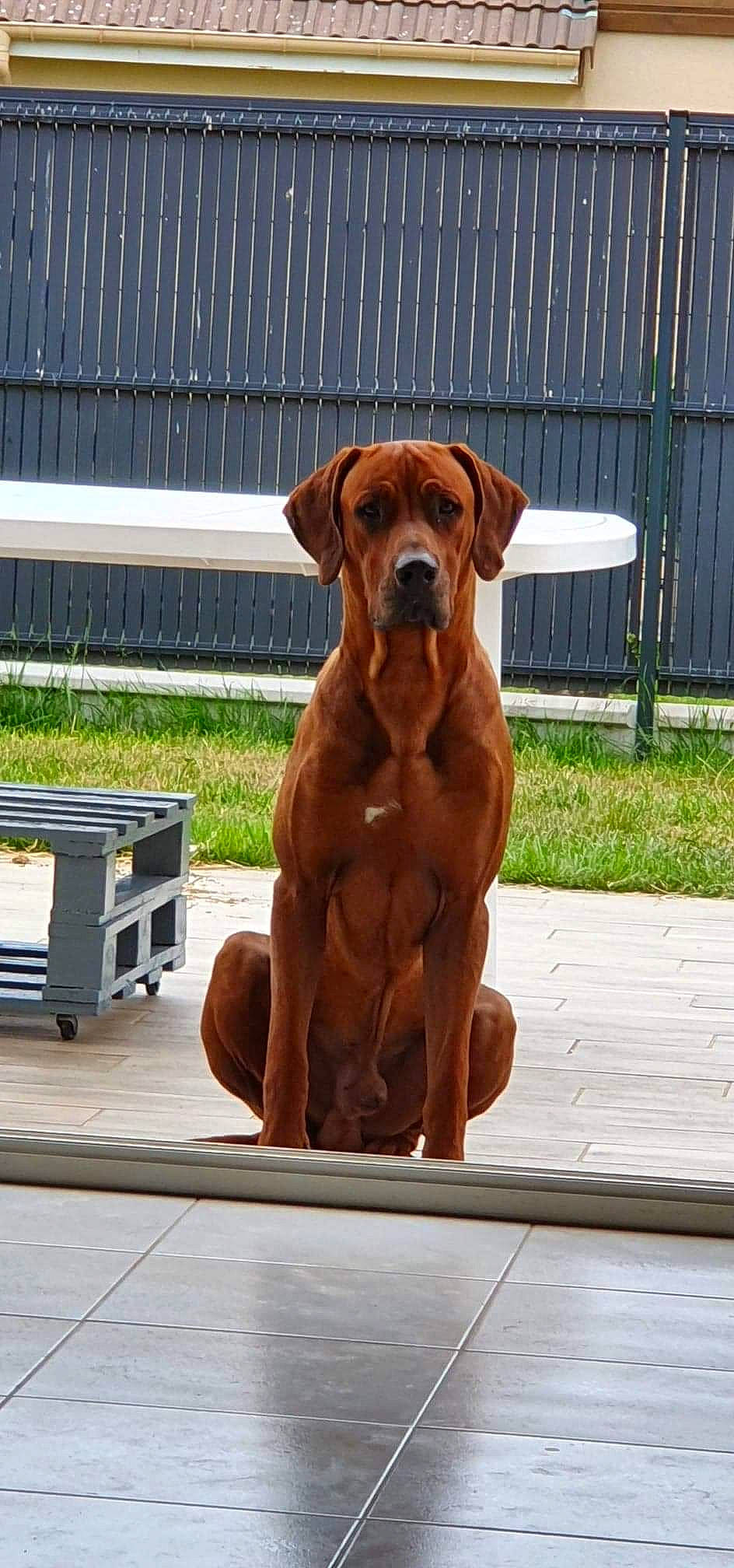 Palco participe au concours pour gagner de l'argent avec cette photo : broholmer, canidae, carnivore, companion_dog, dog, dog_breed, fawn, guard_dog, hound, mammal, portuguese_pointer, rare_breed_dog, rhodesian_ridgeback, sporting_group, tosa, vertebrate