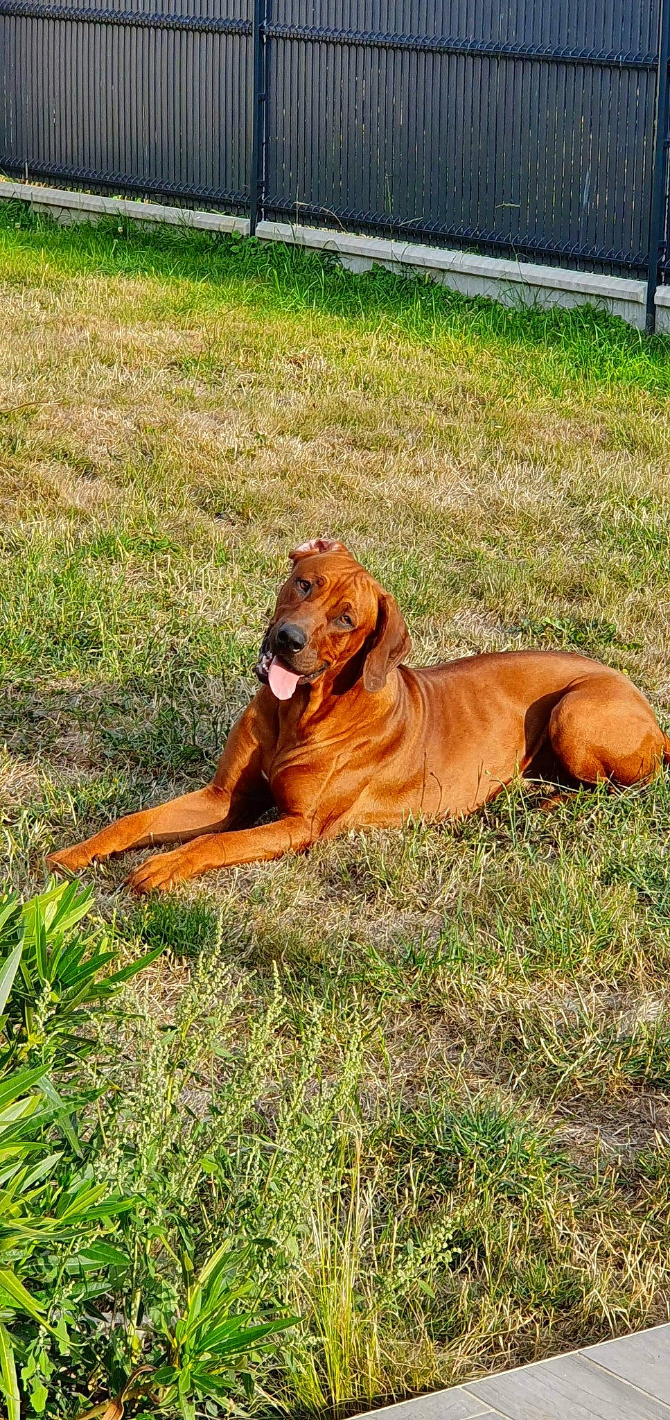 Palco a rejoint le concours — aidez-le/la à gagner de superbes lots ! canidae, carnivore, dog, dog_breed, grass, hound, mammal, rhodesian_ridgeback, sporting_group, tosa, vertebrate
