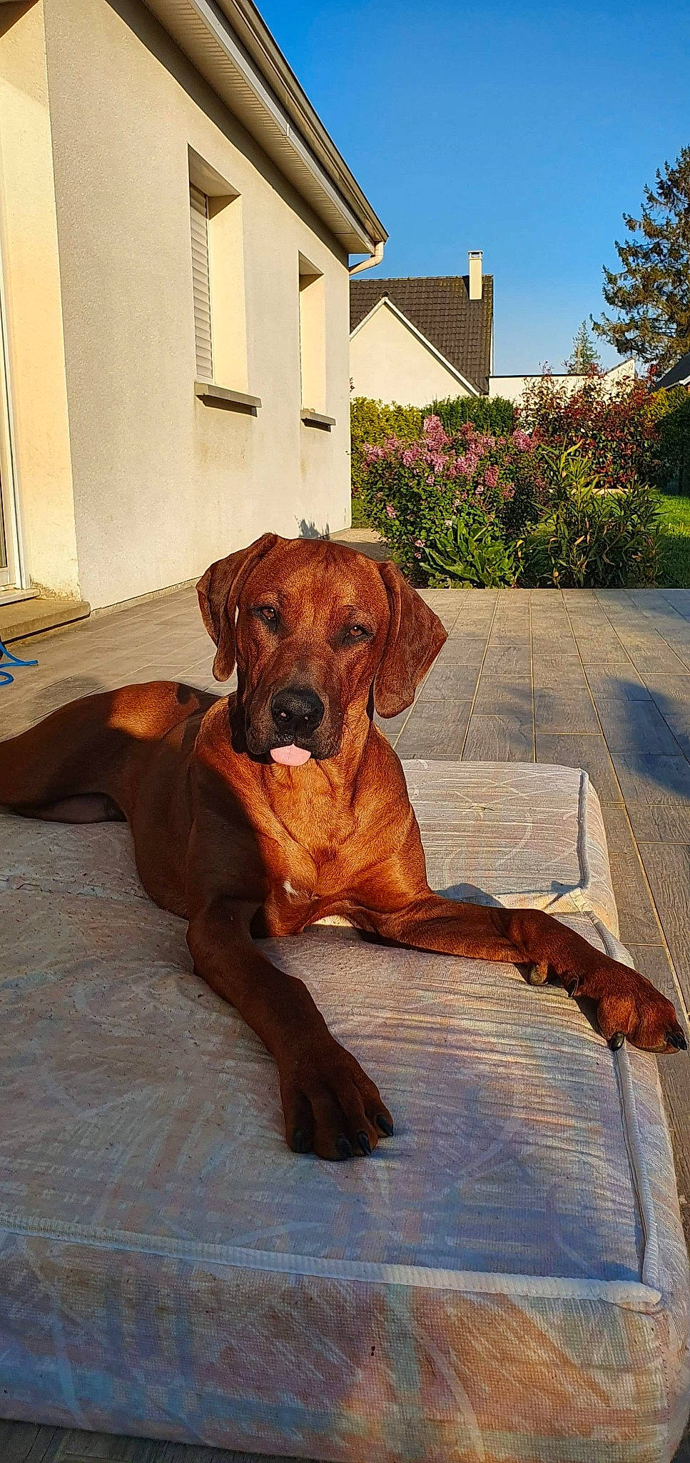 Palco participe au concours pour gagner de l'argent avec cette photo : broholmer, canidae, carnivore, dog, dog_breed, fawn, hound, mammal, portuguese_pointer, rare_breed_dog, redbone_coonhound, rhodesian_ridgeback, sporting_group, tosa, vertebrate, vizsla