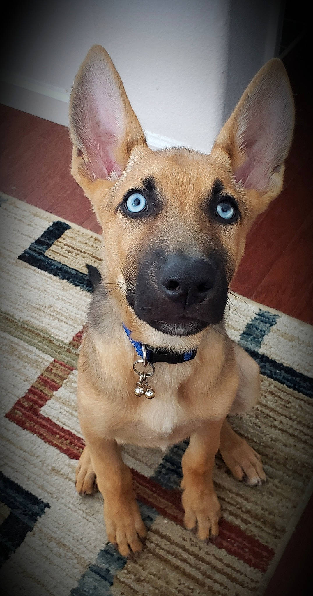 Niner is registered to the contest to win money with this photo: aspin, canidae, carnivore, carolina_dog, companion_dog, corgi_chihuahua, dog, dog_breed, ear, fawn, feist, formosan_mountain_dog, mammal, pariah_dog, potcake_dog, rare_breed_dog, snout, street_dog, vertebrate, whiskers