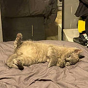 Frimousse participe au concours pour gagner de l'argent avec cette photo : cat, gray_cat, bed, bedspread, mirror, reflection, indoor, pet, fur, relaxed, sleeping, cozy, animal, feline, paw, whiskers, room, furniture, casual, resting