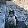 alert, animal, cat, domestic_cat, fur, garden, greenery, nature, outdoor, pebbles, pet, plants, quiet, red_collar, sitting, stone_wall, sunlight, tabby, whiskers, wooden_deck