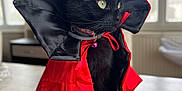 Hera participe au concours pour gagner de l'argent avec cette photo : animal, bell, black_cat, cape, cat, collar, costume, curious, cute, daylight, domestic_cat, feline, indoor, mammal, pet, portrait, red_cape, sitting, table, window