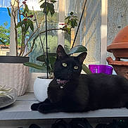 Hera participe au concours pour gagner de l'argent avec cette photo : animal, bell, black_cat, cat, collar, domestic, feline, flower_pot, greenery, indoor, nature, pet, plant_stem, potted_plants, relaxed, shelf, still_life, sunlight, terracotta_pot, window