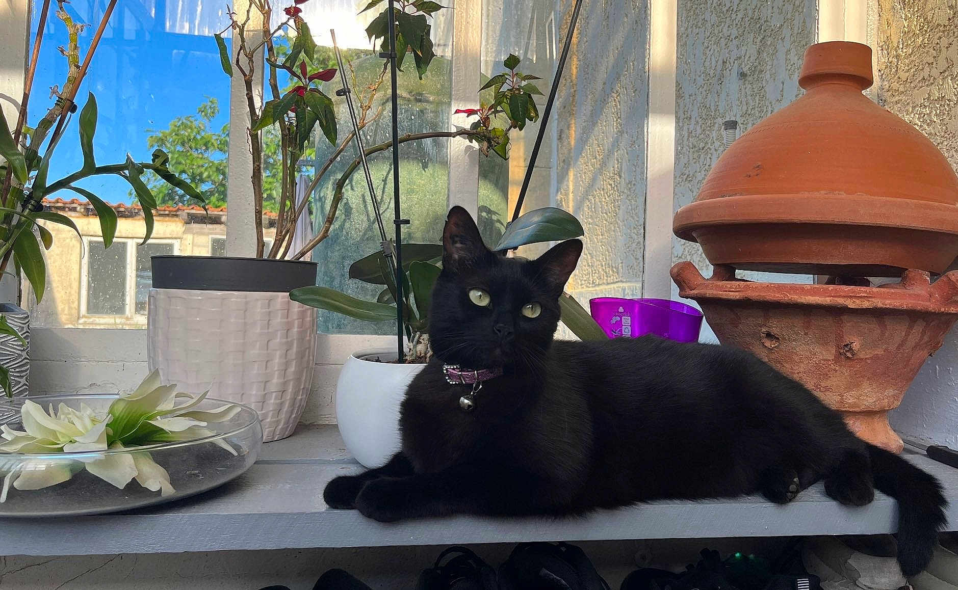 Hera