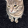 cat, tabby_cat, pet, animal, feline, golden_eyes, whiskers, ears, fur, striped_fur, sitting, indoor, blanket, black_background, portrait, close_up, looking_at_camera, tail, paws, cute