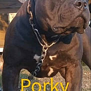 Porky joined the competition — help win amazing prizes! dog, black_dog, outdoor, chain_collar, pet, animal, sunlight, grass, canine, portrait, close_up, mammal, standing, watchful, daylight, domestic_animal, brown_eyes, muscular, fence, yard