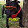 Porky