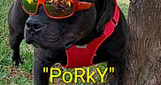 Porky is registered to the contest to win money with this photo: dog, black_dog, sunglasses, red_harness, grass, tree, outdoor, pet, animal, canine, sunny, reflection, close_up, standing, nature, summer, shade, portrait, cute, fashion