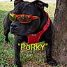 dog, black_dog, sunglasses, red_harness, grass, tree, outdoor, pet, animal, canine, sunny, reflection, close_up, standing, nature, summer, shade, portrait, cute, fashion