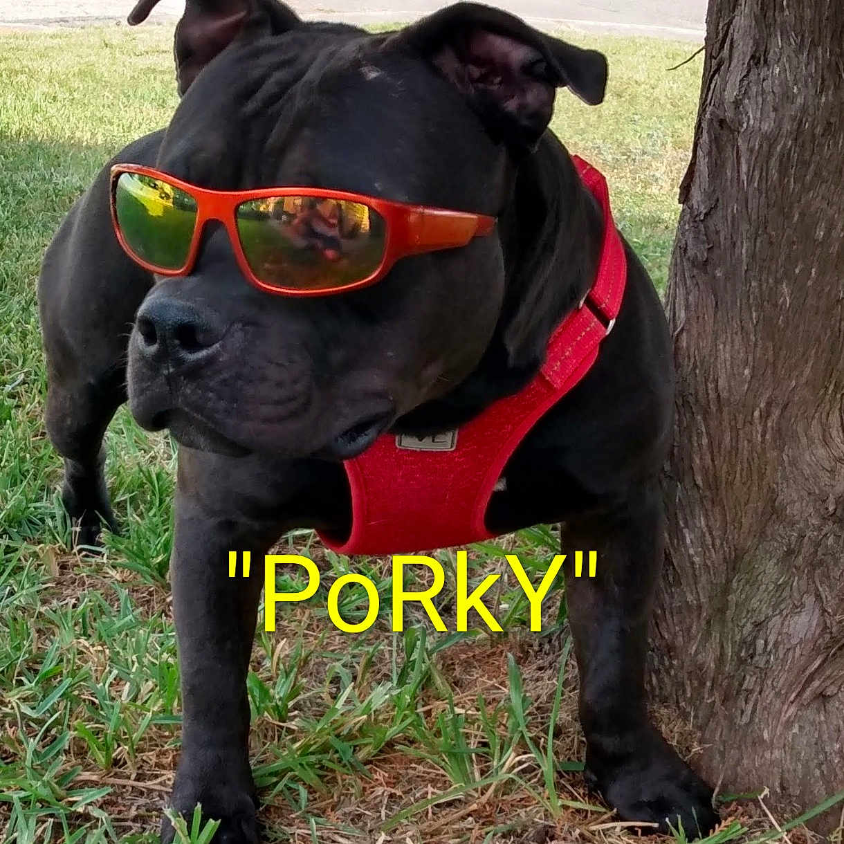 Porky
