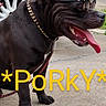 Porky joined the competition — help win amazing prizes! dog, black_dog, sunglasses, gold_chain, tongue_out, pet, outdoor, concrete, car_tire, side_view, happy, leash, canine, smiling, close_up, animal, muzzle, paw, summer, cool